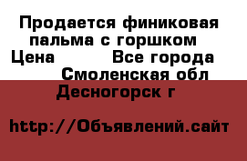 Продается финиковая пальма с горшком › Цена ­ 600 - Все города  »    . Смоленская обл.,Десногорск г.